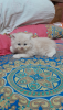 Traditional persian Cat